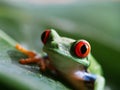 Red-eyed tree frog 56 Royalty Free Stock Photo