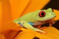 Red eyed tree frog Royalty Free Stock Photo