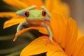 Red eyed tree frog Royalty Free Stock Photo