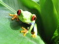 Red-eyed tree frog 60 Royalty Free Stock Photo