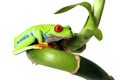 Red-Eyed Tree Frog Royalty Free Stock Photo