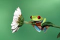 Red eyed tree frog Royalty Free Stock Photo