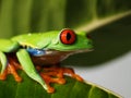 Red-eyed tree frog 72 Royalty Free Stock Photo