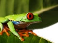 Red eyed tree frog (72), Agalychnis callidryas Royalty Free Stock Photo