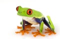 Red-eyed Tree Frog (Agalychnis callidryas) Royalty Free Stock Photo