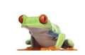 Red-eyed Tree Frog - Agalychnis callidryas Royalty Free Stock Photo