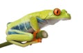 Red-eyed Tree Frog - Agalychnis callidryas Royalty Free Stock Photo