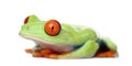 Red-eyed Tree Frog - Agalychnis callidryas