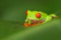 Red-eyed Tree Frog, Agalychnis callidryas, animal with big red eyes, in the nature habitat, Costa Rica. Frog in the nature. Beauti Royalty Free Stock Photo