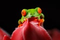 Red-eyed Tree Frog, Agalychnis callidryas, animal with big red eyes, in the nature habitat, Costa Rica. Beautiful amphibian in the Royalty Free Stock Photo