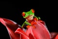 Red-eyed Tree Frog, Agalychnis callidryas, animal with big red eyes, in the nature habitat, Panama. Frog from Panama. Beautiful fr Royalty Free Stock Photo