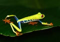 Red-eyed Tree Frog, Agalychnis callidryas, animal with big red eyes, in the nature habitat, Costa Rica. Beautiful exotic animal fr