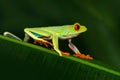 Red-eyed Tree Frog, Agalychnis callidryas, animal with big red eyes, in the nature habitat, Costa Rica. Beautiful exotic animal fr Royalty Free Stock Photo