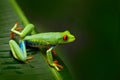 Red-eyed Tree Frog, Agalychnis callidryas, animal with big red eyes, in the nature habitat, Costa Rica. Frog in the nature. Royalty Free Stock Photo