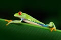 Red-eyed Tree Frog, Agalychnis callidryas, animal with big red eyes, in the nature habitat, Panama. Beautiful exotic animal from Royalty Free Stock Photo