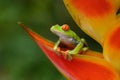 Red-eyed Tree Frog, Agalychnis callidryas, animal with big red eyes, in the nature habitat, Panama. Royalty Free Stock Photo