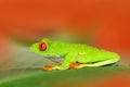 Red-eyed Tree Frog, Agalychnis callidryas, animal with big red eyes, in the nature habitat, Panama. Frog from Nicaragua. Beautiful Royalty Free Stock Photo