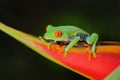 Red-eyed Tree Frog, Agalychnis callidryas, animal with big red eyes, in the nature habitat, Panama. Frog from Nicaragua. Beautiful Royalty Free Stock Photo