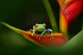 Red-eyed Tree Frog, Agalychnis callidryas, animal with big red eyes, in the nature habitat, Panama. Frog from Panama. Beautiful fr Royalty Free Stock Photo