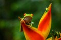 Red-eyed Tree Frog, Agalychnis callidryas, animal with big red eyes, in the nature habitat, Panama. Royalty Free Stock Photo