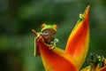 Red-eyed Tree Frog, Agalychnis callidryas, animal with big red eyes, in the nature habitat, Panama. Royalty Free Stock Photo