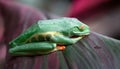 Red-eyed tree frog Agalychnis callidryas asleep Royalty Free Stock Photo