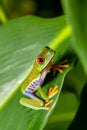 Red-eyed tree frog Agalychnis callidryas Cano Negro, Costa Rica wildlife Royalty Free Stock Photo