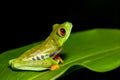 Red-eyed tree frog, Agalychnis callidryas, Cano Negro, Costa Rica wildlife Royalty Free Stock Photo