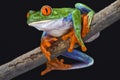 Red-eyed tree frog (Agalychnis callidryas) Royalty Free Stock Photo