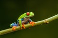 Red-eyed tree frog Agalychnis callidryas Royalty Free Stock Photo