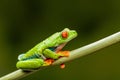 Red-eyed tree frog Agalychnis callidryas Royalty Free Stock Photo