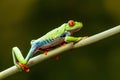 Red-eyed tree frog Agalychnis callidryas Royalty Free Stock Photo