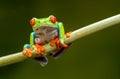 Red-eyed tree frog Agalychnis callidryas Royalty Free Stock Photo