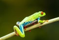 Red-eyed tree frog Agalychnis callidryas Royalty Free Stock Photo