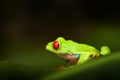 Red-eyed Tree Frog, Agalychnis callidryas, Costa Rica. Beautiful frog from tropical forest. Jungle animal on the green leave. Frog Royalty Free Stock Photo