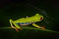 Red-eyed Tree Frog, Agalychnis callidryas, Costa Rica. Beautiful frog from tropical forest. Jungle animal on the green leave. Frog Royalty Free Stock Photo