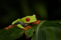 Red-eyed Tree Frog, Agalychnis callidryas, Costa Rica. Beautiful frog from tropical forest. Jungle animal on the green leave. Frog Royalty Free Stock Photo