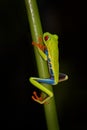 Red-eyed Tree Frog, Agalychnis callidryas, Costa Rica. Beautiful frog from tropical forest. Jungle animal on the green leave. Frog Royalty Free Stock Photo