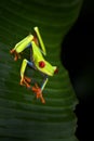 Red-eyed Tree Frog, Agalychnis callidryas, Costa Rica. Beautiful frog from tropical forest. Jungle animal on the green leave. Frog Royalty Free Stock Photo