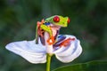 Red-eyed Tree Frog, Agalychnis callidryas,costa rica Royalty Free Stock Photo