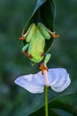 Red-eyed Tree Frog, Agalychnis callidryas,costa rica Royalty Free Stock Photo