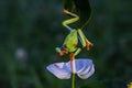 Red-eyed Tree Frog, Agalychnis callidryas,costa rica Royalty Free Stock Photo