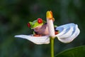 Red-eyed Tree Frog, Agalychnis callidryas,costa rica Royalty Free Stock Photo