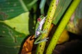 Red-eyed tree frog (Agalychnis callidryas) in Drake bay (Costa Rica) Royalty Free Stock Photo