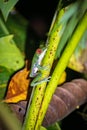 Red-eyed tree frog (Agalychnis callidryas) in Drake bay (Costa Rica) Royalty Free Stock Photo