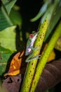 Red-eyed tree frog (Agalychnis callidryas) in Drake bay (Costa Rica) Royalty Free Stock Photo