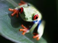 Red-eyed tree frog (68) agalychnis callidryas Royalty Free Stock Photo