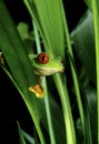Red-Eyed Tree Frog, agalychnis callidryas, Head emerging from Leaves Royalty Free Stock Photo