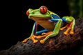 Agalychnis Callidryas, on a Leaf with Black Background Royalty Free Stock Photo