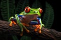 Agalychnis Callidryas, on a Leaf with Black Background Royalty Free Stock Photo